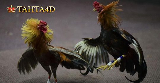 Panduan Menang Judi Ayam Sabung Dengan Mengamati Raga Pada Ayam